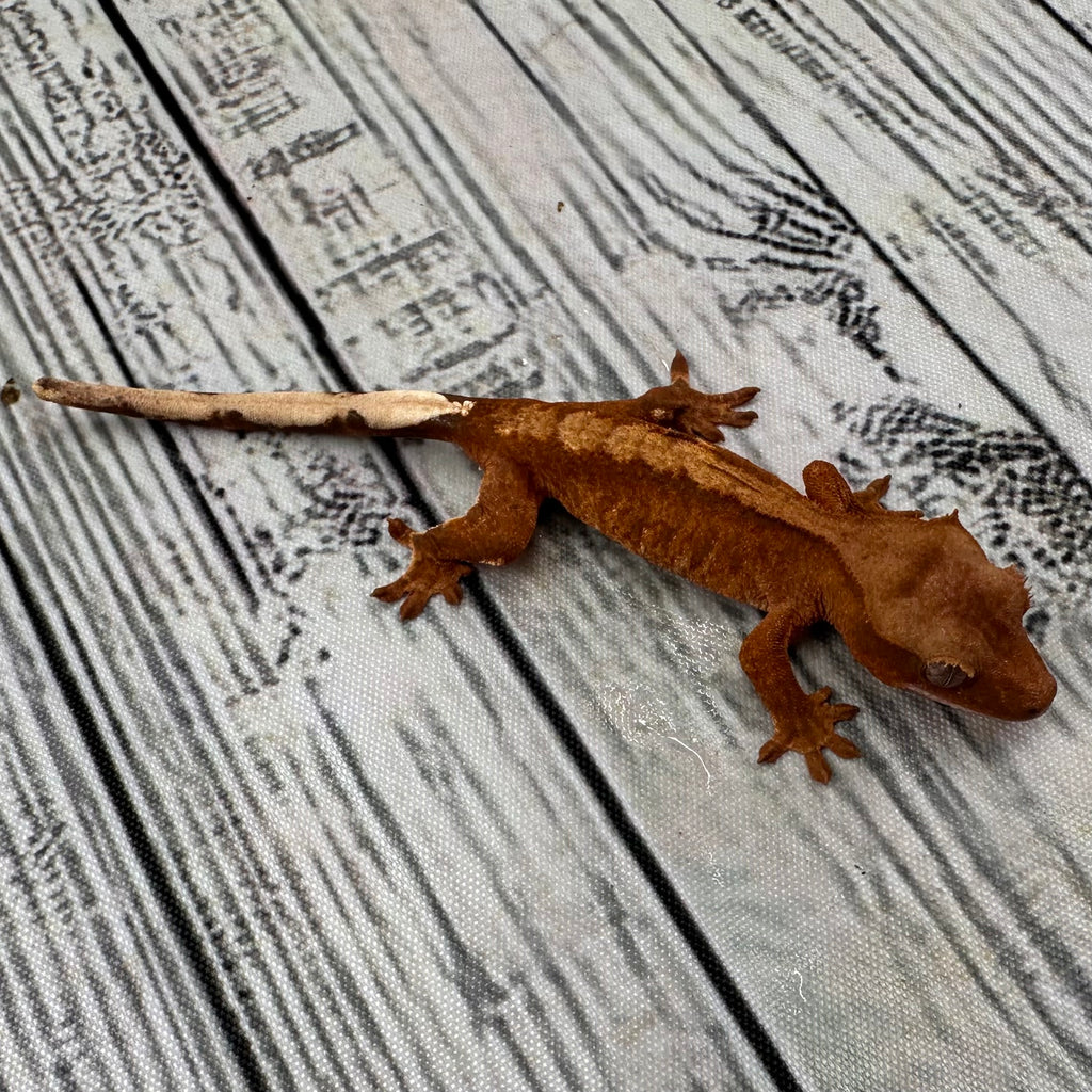 Flame Unsexed Crested Gecko (#R32)