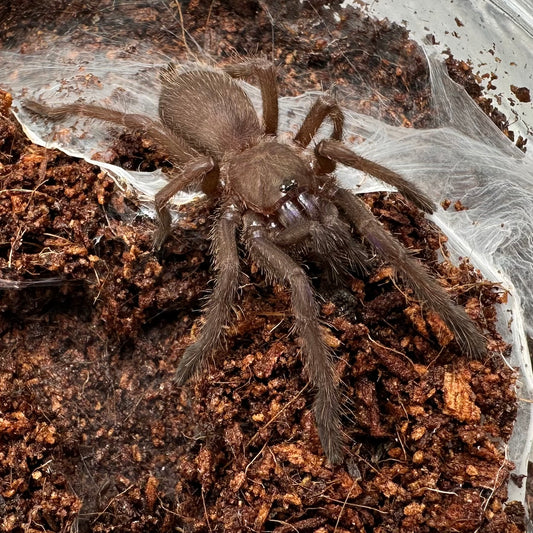 Chilobrachys natanicharum ~ (Electric Blue Tarantula) 1.5" – Unsexed Juvenile
