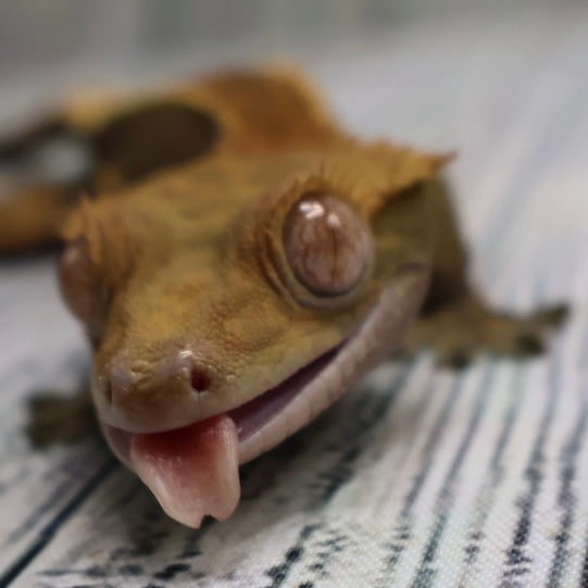 (#319) Red & Black Softscale Emptyback Pinstripe Crested Gecko – Male Adult Proven Breeder