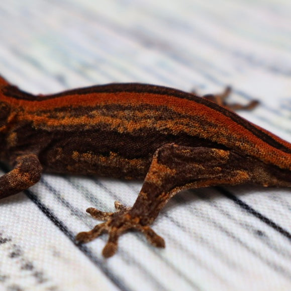 (#9) Possible Phantom Eye Red Stripe Gargoyle Gecko – Unsexed {DEADPOOL LINE}