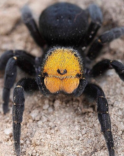 Eresus moravicus ~ Gold Face Velvet Spider – Large 1/2”+ Juvenile suspect Female 1 Year old