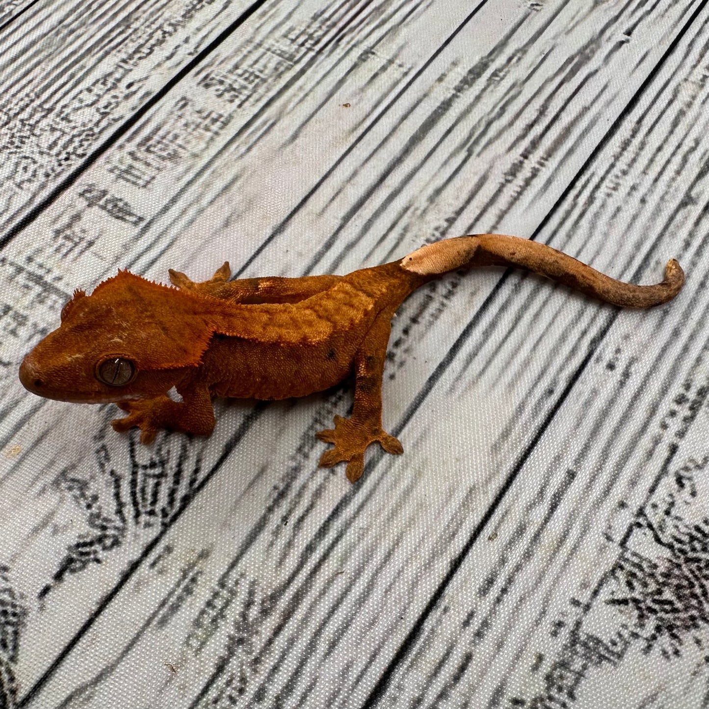 Flame Dalmatian Unsexed Crested Gecko (#R16) ~ Tangerine Line