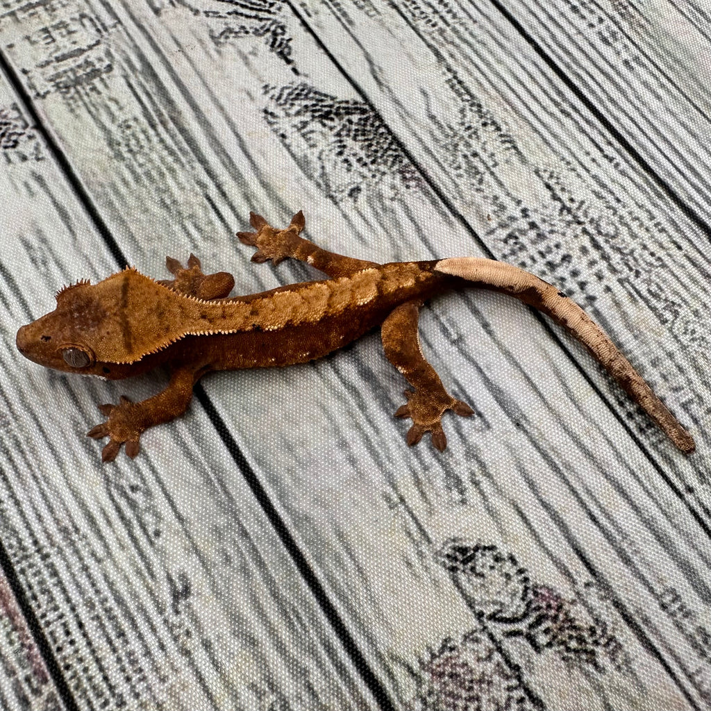 Flame Dalmatian Unsexed Crested Gecko (#R23)