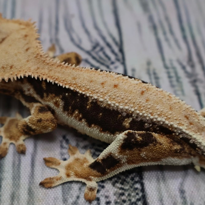 Lilly White Crested Gecko (#308)