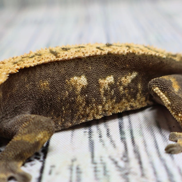 (#E13) Harlequin Crested Gecko – Sub-Adult Female