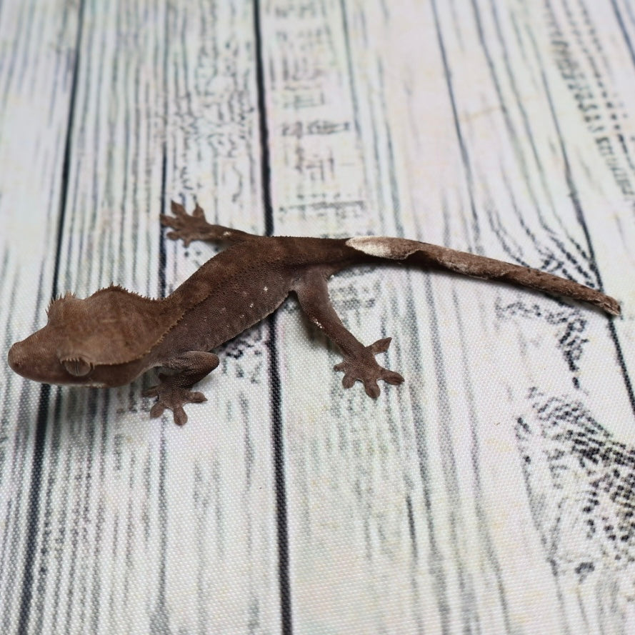 (#500) Phantom Axanthic Crested Gecko – Unsexed