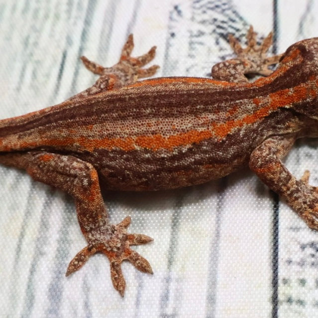 (#5) Possible Phantom Eye Red Stripe Gargoyle Gecko – Unsexed {DEADPOOL LINE}