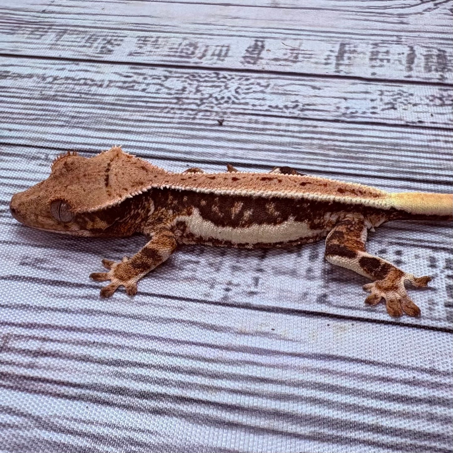 Lilly White Crested Gecko (#311)