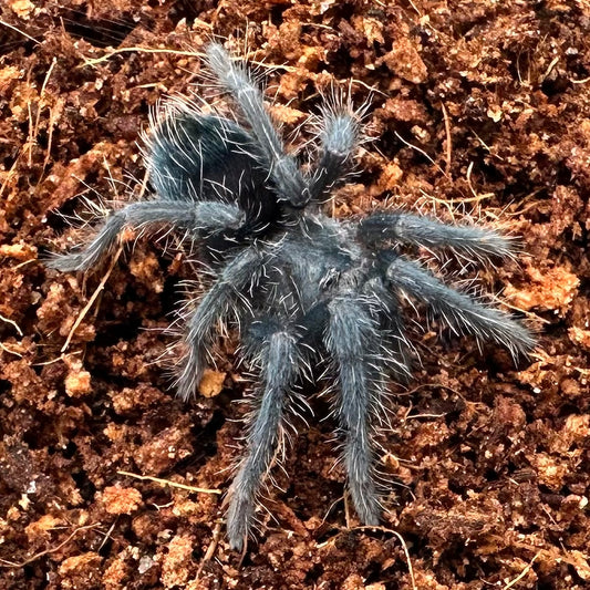 Phormictopus atrichomatus ~ (Red Island Tarantula) ½" – Unsexed Sling