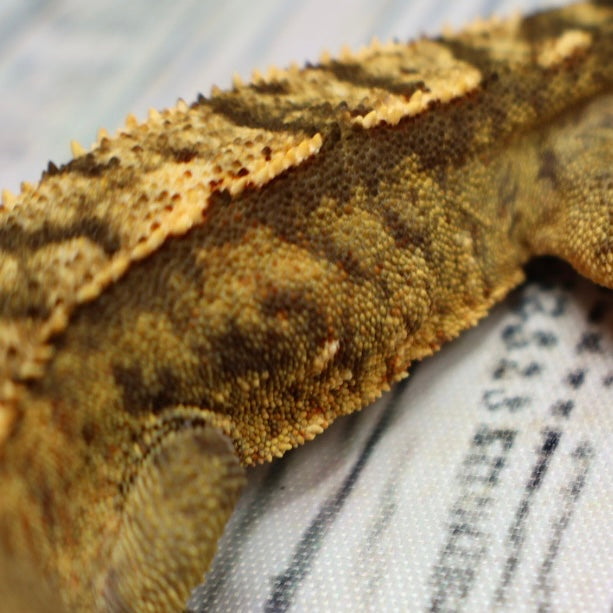 (#E16) Weird Tiger Crested Gecko – Male Sub-Adult