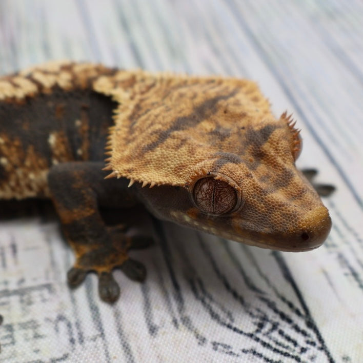 (#G131) Possible Fire Crested Gecko – Male Sub-Adult