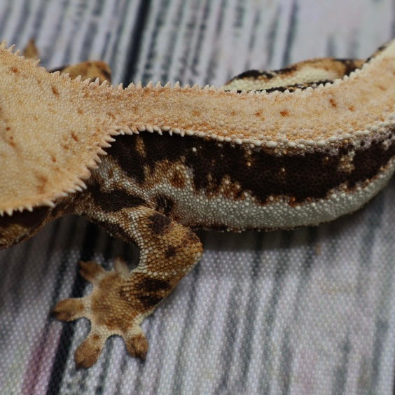 Lilly White Crested Gecko (#308)