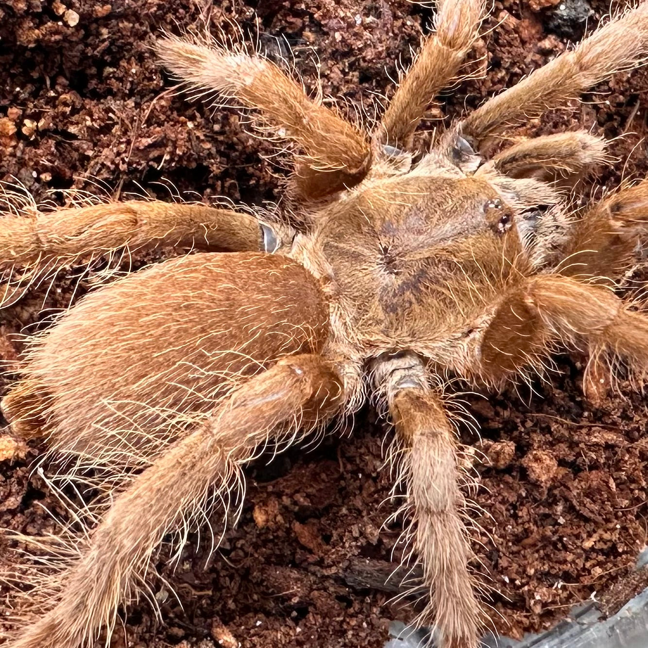 Hysterocrates gigas ~ (Cameroon Red Tarantula) 2"+ – Unsexed Juvenile