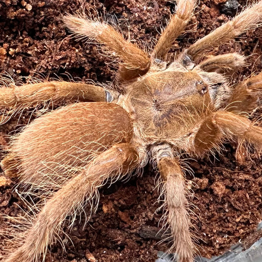 Hysterocrates gigas ~ (Cameroon Red Tarantula) 2"+ – Unsexed Juvenile