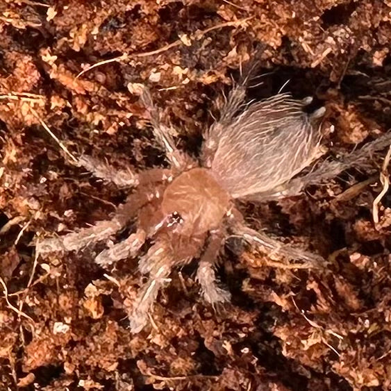 Acanthoscurria geniculata ~ (Brazilian White Knee Tarantula) ¼" – Unsexed Sling