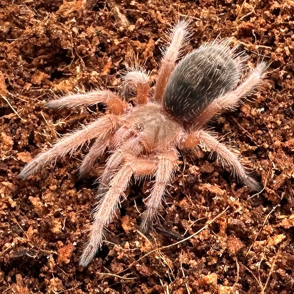 Grammostola rosea ~ (Chilean Rose Hair Tarantula) ¾" – Unsexed Sling