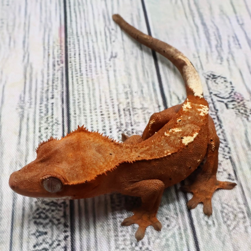 (#468) RCK Cappuccino Dalmatian Partial Pinstripe Crested Gecko – Unsexed