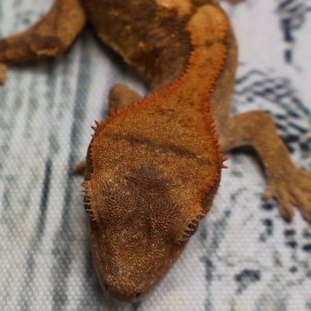 (#R33) Flame Unsexed Crested Gecko