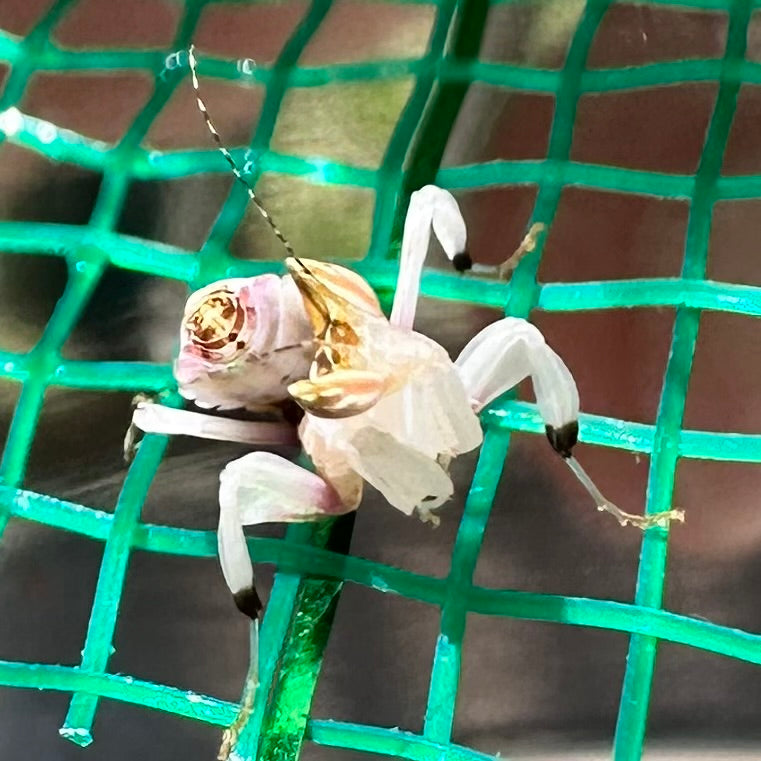 Orchid Mantis – Nymph (Hymenopus coronatus)
