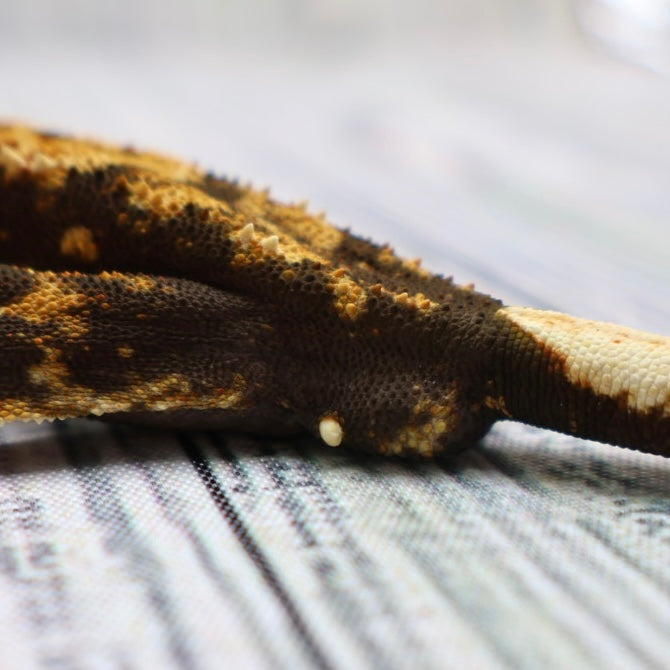 (#G129) Possible Fire Crested Gecko – Male Sub-Adult