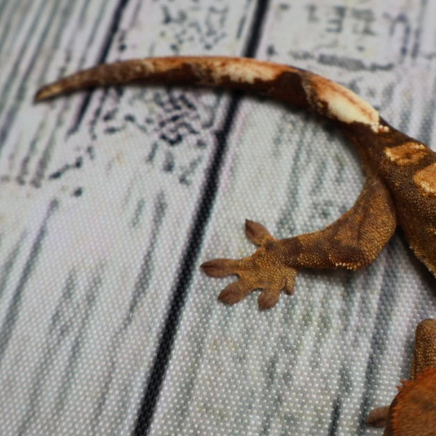 (#R33) Flame Unsexed Crested Gecko