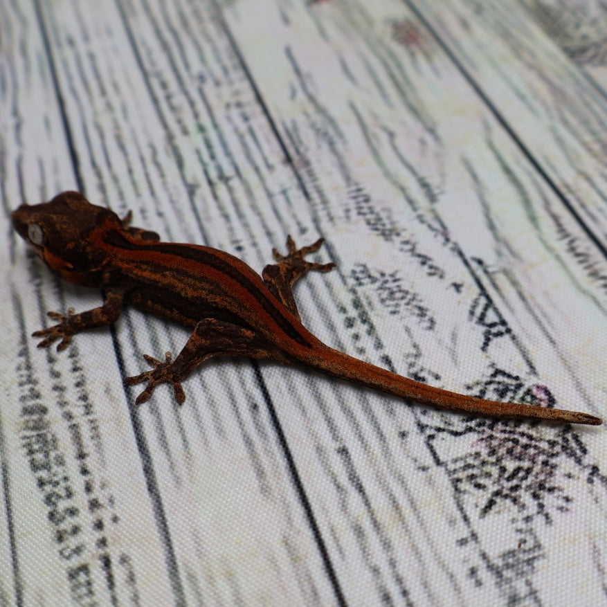 (#9) Possible Phantom Eye Red Stripe Gargoyle Gecko – Unsexed {DEADPOOL LINE}