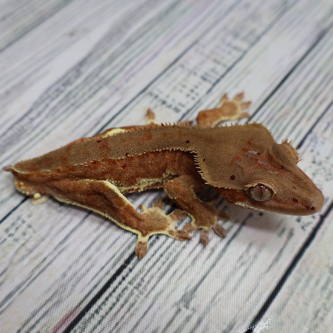 Phantom Lilly White Confetti Dalmatian Male Crested Gecko (#268)