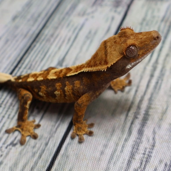 (#R6) Harlequin Unsexed Crested Gecko