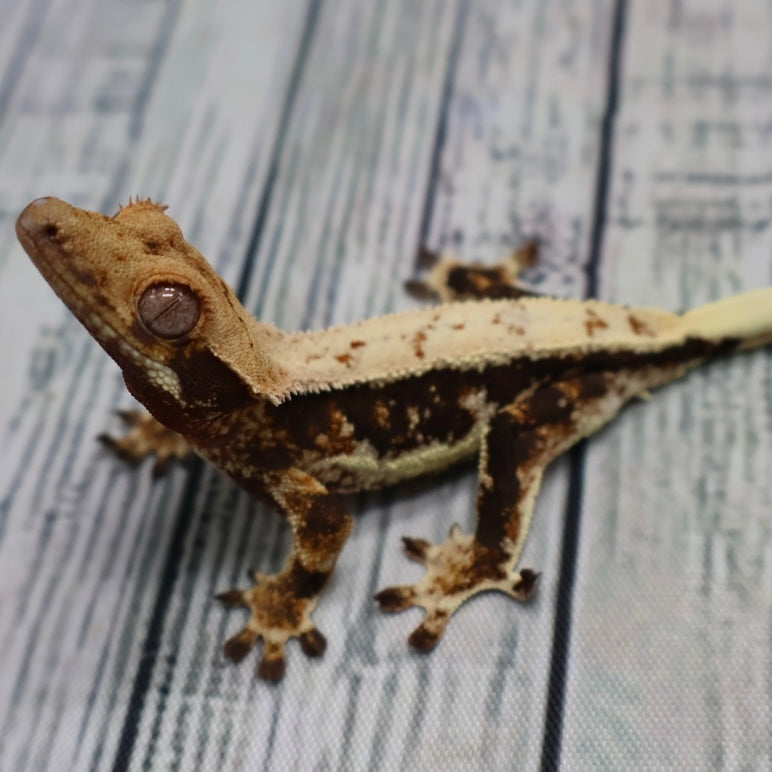 Lilly White Crested Gecko – Unsexed (#477)