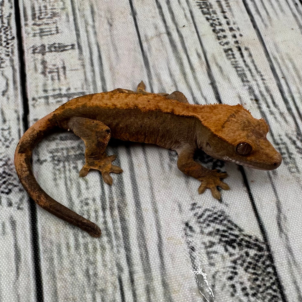 Flame Dalmatian Unsexed Crested Gecko (#R20) ~ Possible Pixel