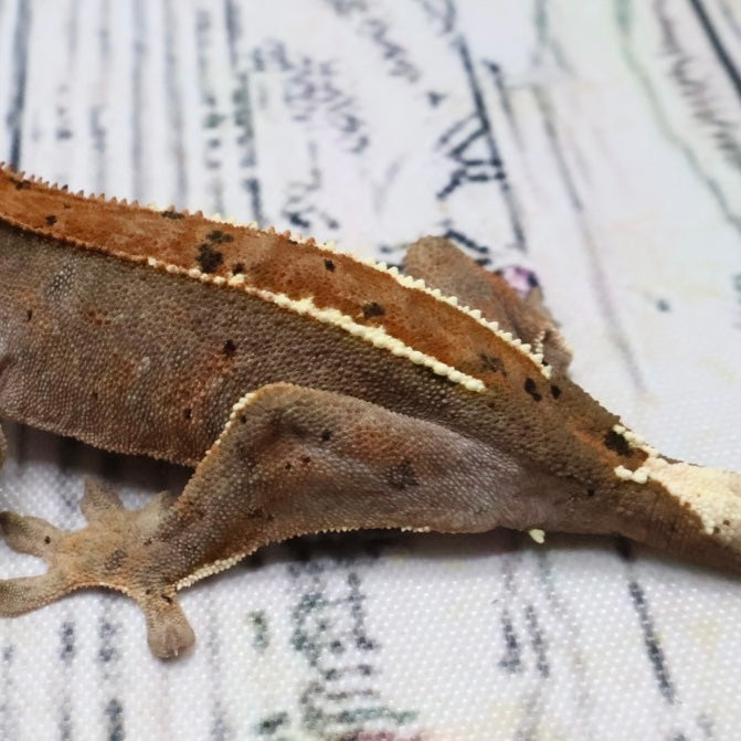 (#403) RCK Cappuccino Partial Pinstripe Dalmatian Crested Gecko