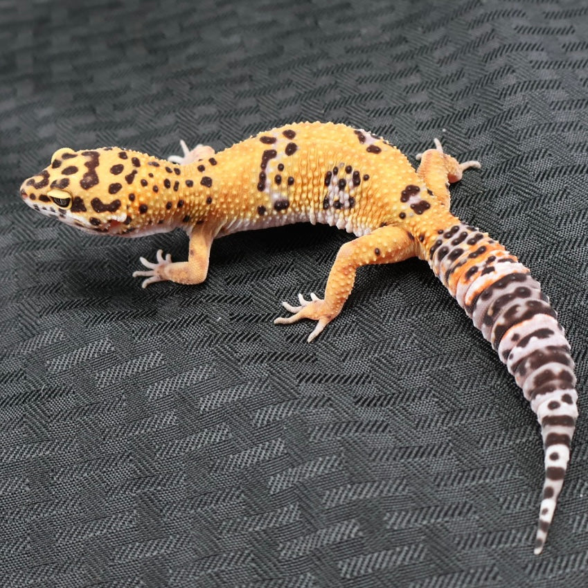 (#29) Tangerine Leopard Gecko – Female