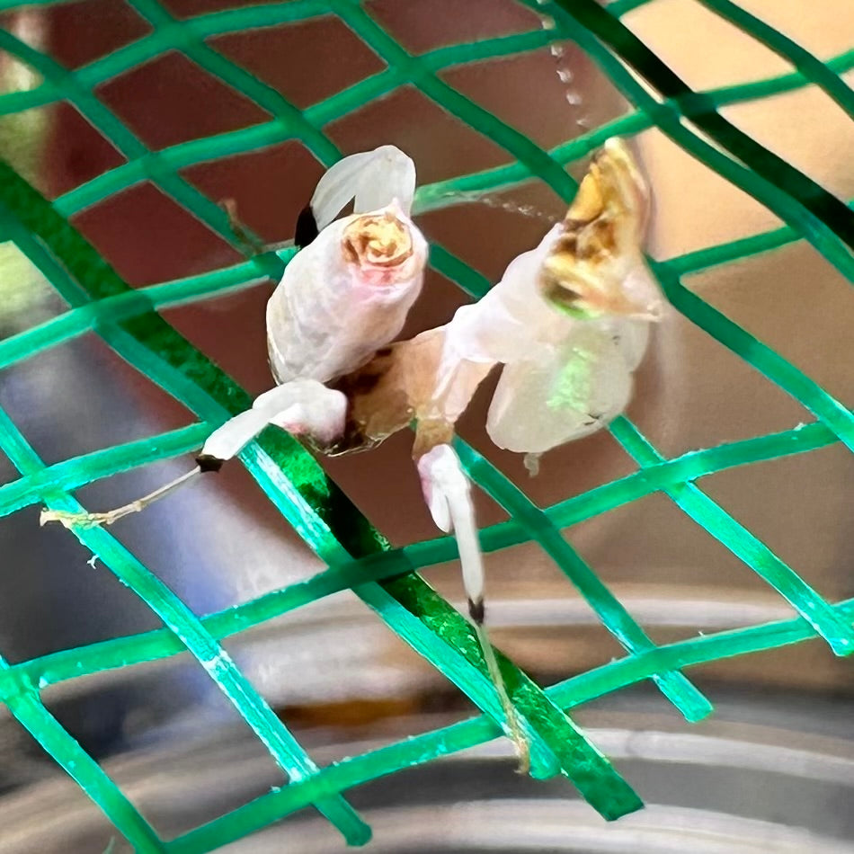 Orchid Mantis – Nymph (Hymenopus coronatus)