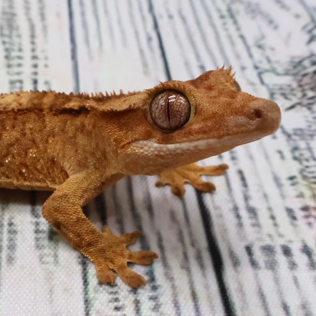 (#407) het Axanthic Crested Gecko – Unsexed