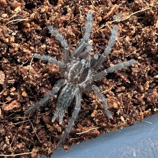 Heterothele villosella ~ (Tanzanian Chestnut Tarantula) ¼" – Unsexed Sling