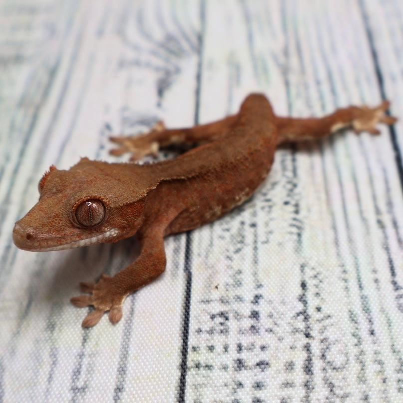 (#R2) Phantom Lily White Unsexed Crested Gecko