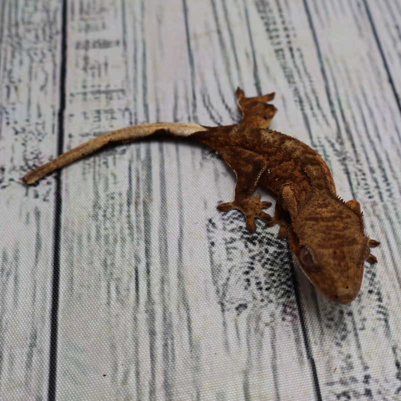 (#428) het Axanthic Crested Gecko – Unsexed