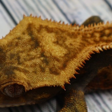 (#214) Quad Pinstripe Softscale Emptyback Crested Gecko – Male Sub-Adult