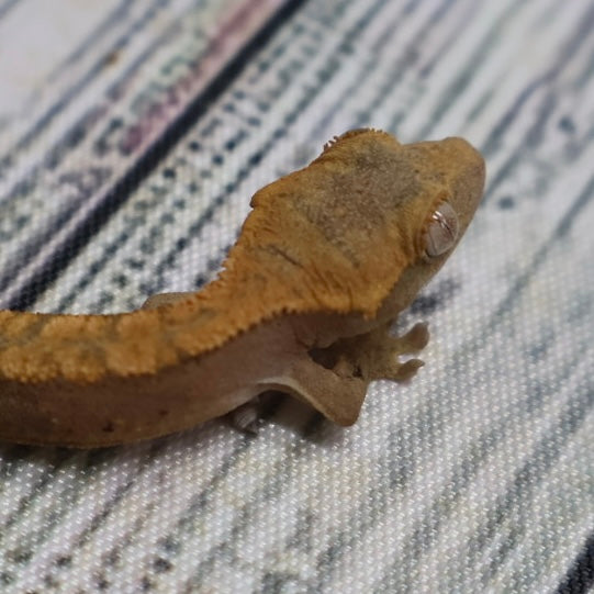 (#G200) Fire Crested Gecko – Baby Unsexed