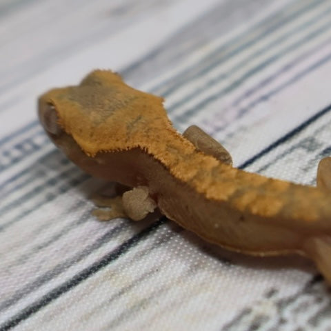 (#G200) Fire Crested Gecko – Baby Unsexed