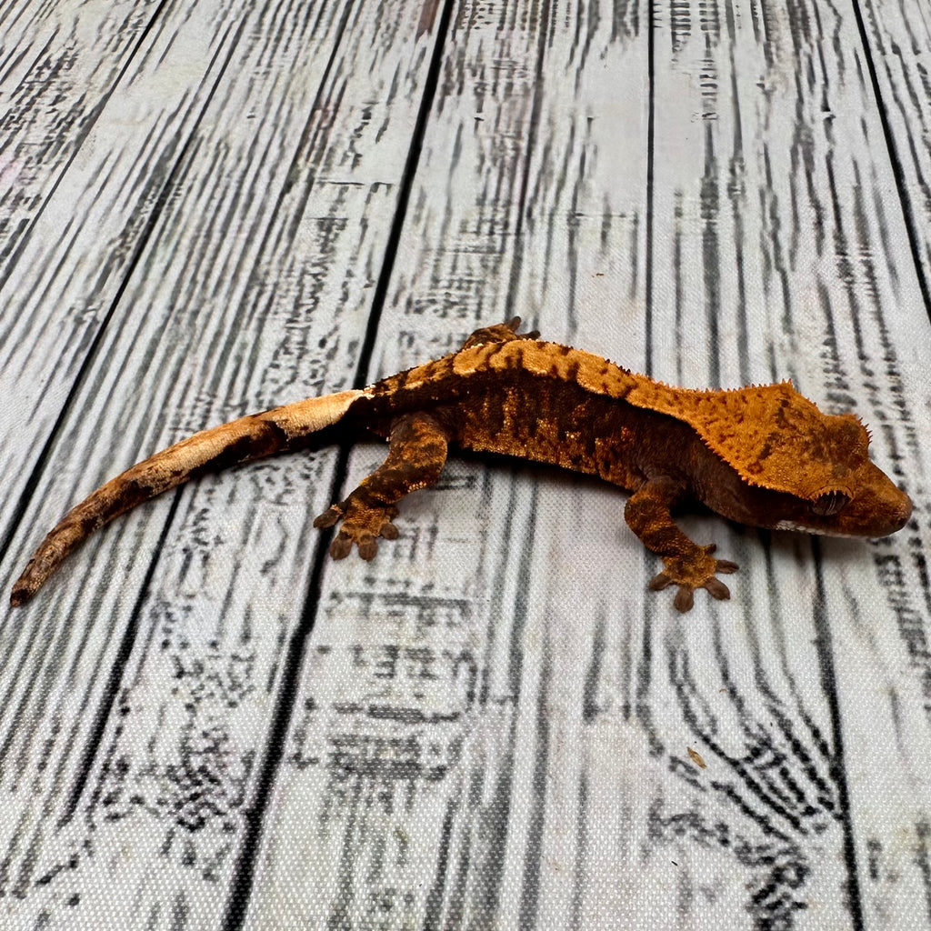 (#R12) Harlequin Unsexed Crested Gecko