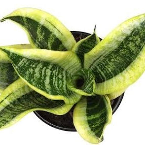 Sansevieria zeylanica (Mother-in-Law's Tongue) – Plant Cutting