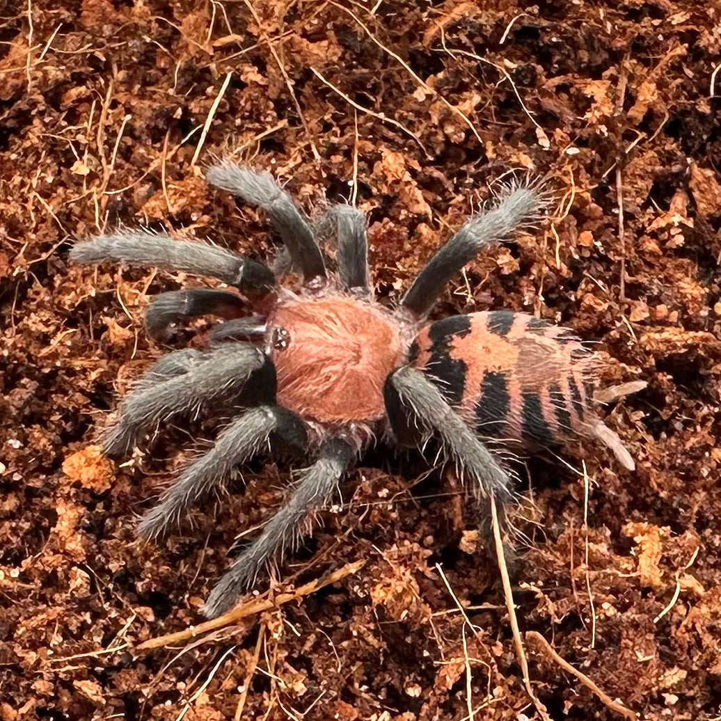 Davus pentaloris ~ (Guatemalan Tiger Rump Tarantula) 1"+ – Unsexed Juvenile