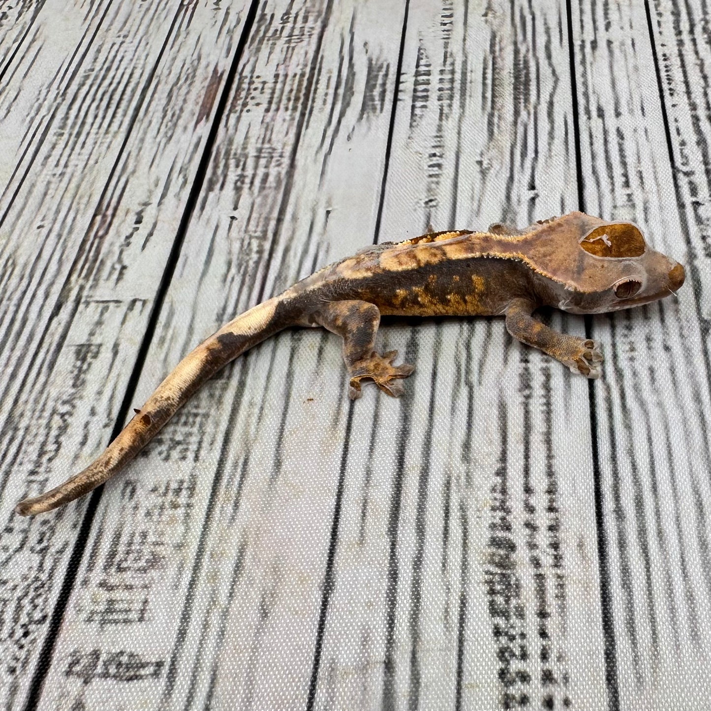Harlequin Unsexed Crested Gecko (#R7)