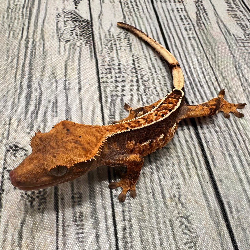 Pinstripe Dalmatian Crested Gecko (#301)