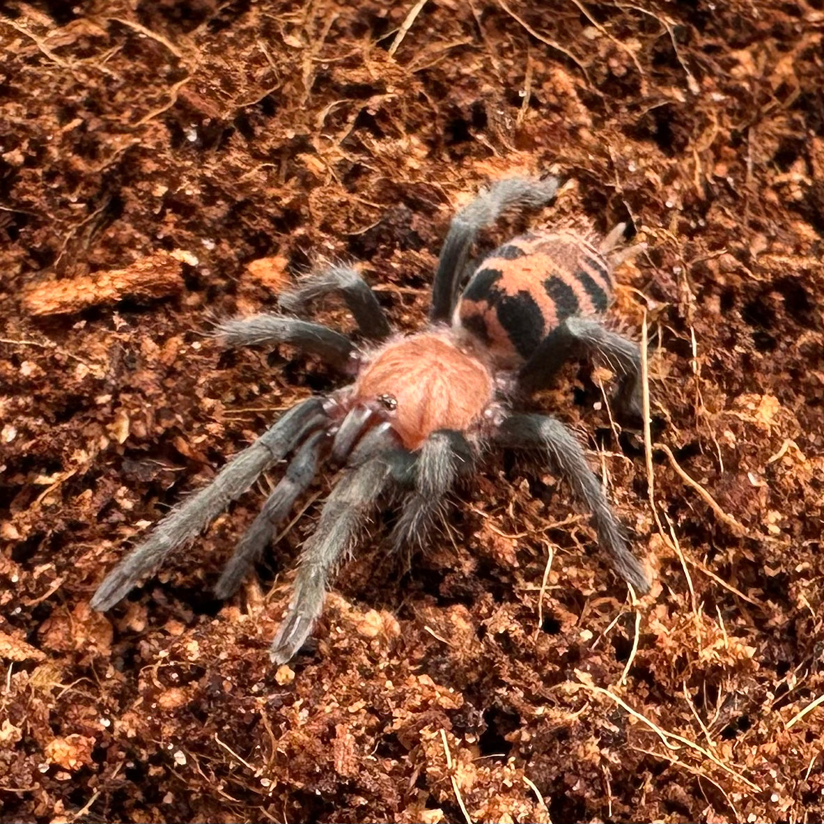 Davus pentaloris ~ (Guatemalan Tiger Rump Tarantula) 1"+ – Unsexed Juvenile
