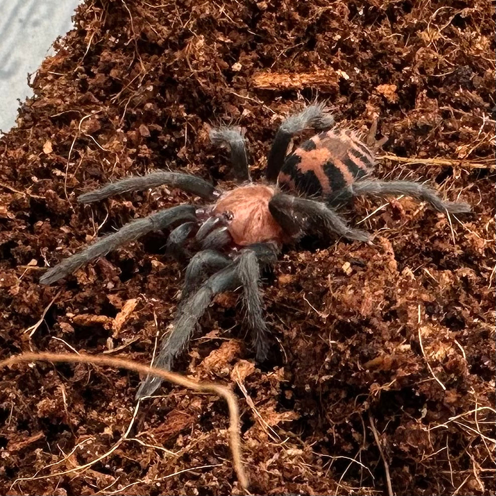 Davus pentaloris ~ (Guatemalan Tiger Rump Tarantula) 1"+ – Unsexed Juvenile