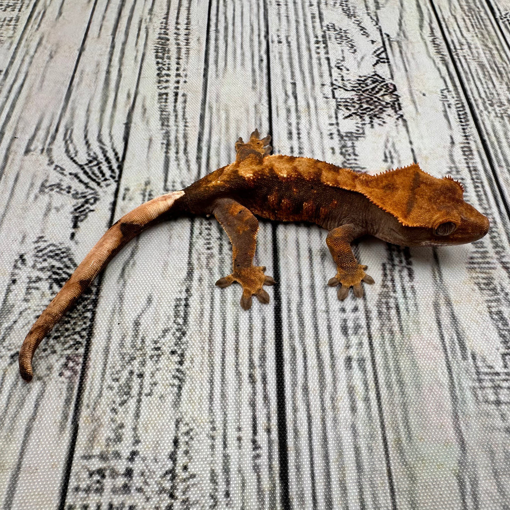 Harlequin Unsexed Crested Gecko (#R5)