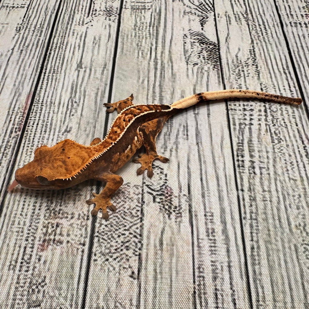 Pinstripe Dalmatian Crested Gecko (#301)