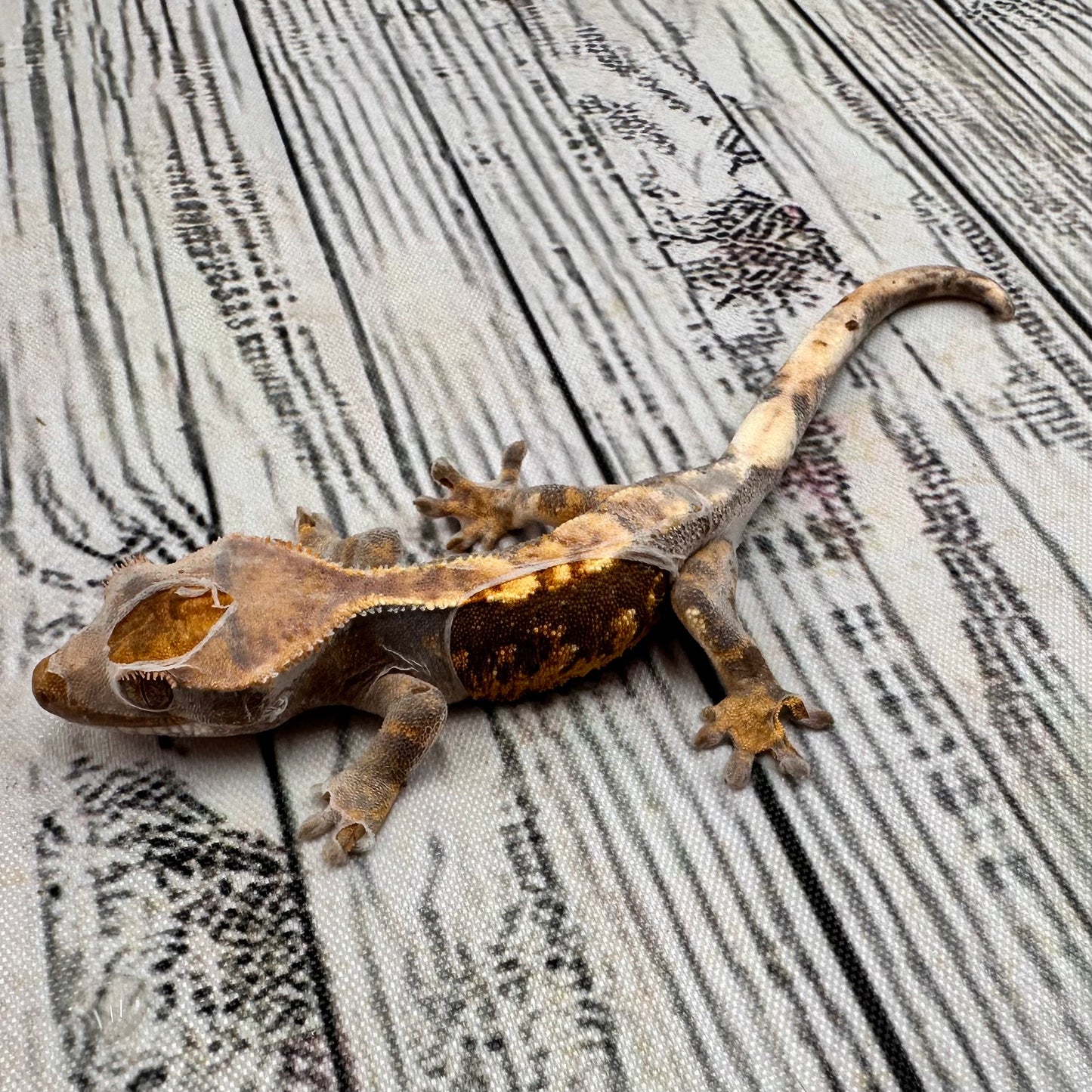 Harlequin Unsexed Crested Gecko (#R7)